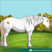 Horse Color:White Spotted Red Dun Ice Appaloosa