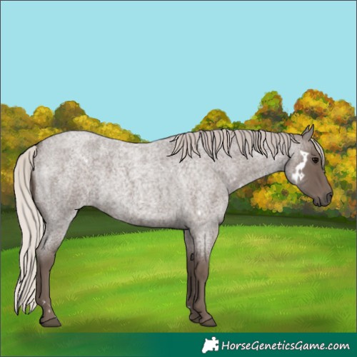 Horse Color:White Spotted Silver Blue Roan 