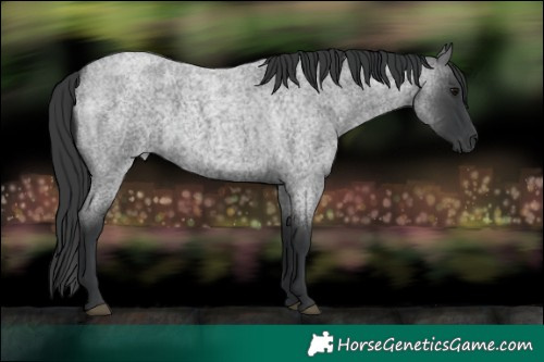 Horse Color:Blue Roan