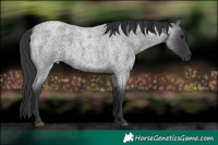 Horse Color:Blue Roan 