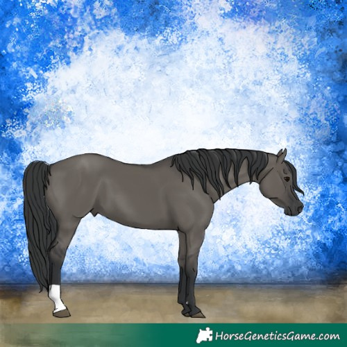 Horse Color:Grullo 