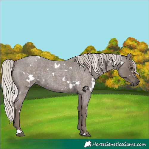 Horse Color:White Spotted Silver Blue Roan 