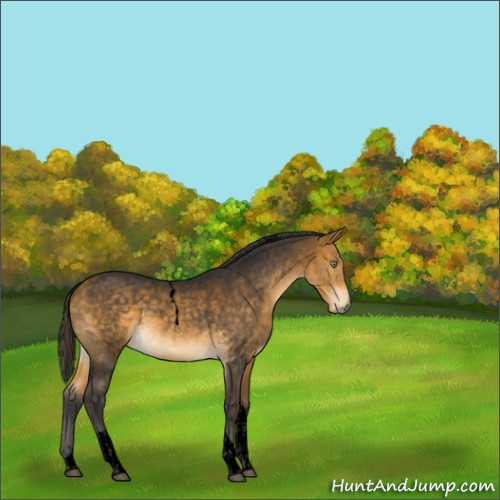 Horse Color:Void Buckskin Tobiano Rabicano 