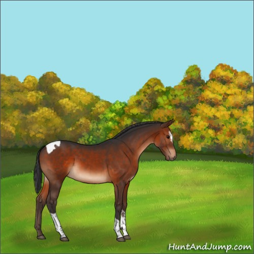 Horse Color:Brown Sabino Tobiano 