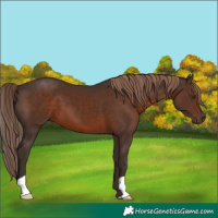 Horse Color:Liver Chestnut 