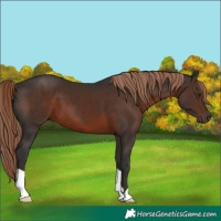 Horse Color:Liver Chestnut 