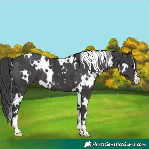 Horse Color:White Spotted Black Varnish 