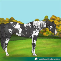 Horse Color:White Spotted Black Appaloosa 