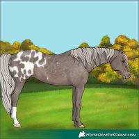 Horse Color:Silver Black Appaloosa 