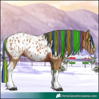 Horse Color:Painted Watercolor White Spotted Bay Appaloosa 