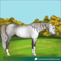 Horse Color:Gray Silver Black Rabicano 