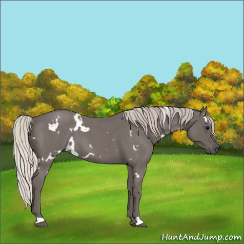 Horse Color:White Spotted Silver Blue Roan 