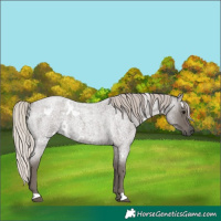 Horse Color:White Spotted Silver Blue Roan