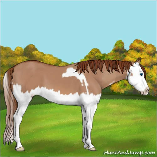 Horse Color:Red Dun Splash and Red Dun Splash