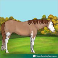 Horse Color:Red Dun Splash  and Red Dun Splash 