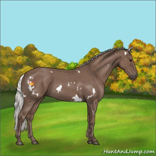 Horse Color:White Spotted Silver Blue Roan 