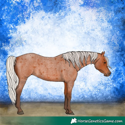 Horse Color:Silver Bay Roan