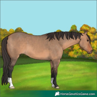 Horse Color:Bay Dun