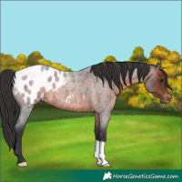 Horse Color:Brown Roan Appaloosa