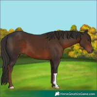 Horse Color:Liver Chestnut 