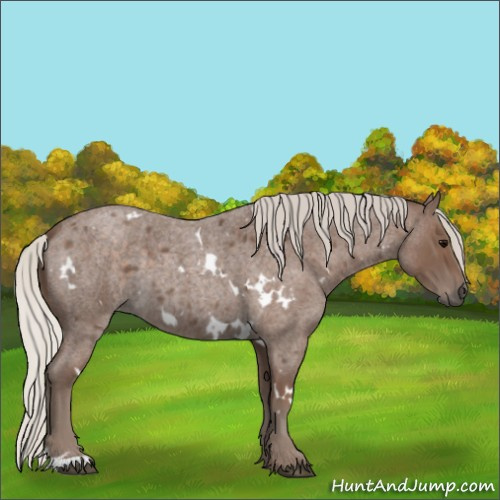 Horse Color:White Spotted Silver Blue Roan 
