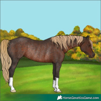 Horse Color:Liver Chestnut Rabicano