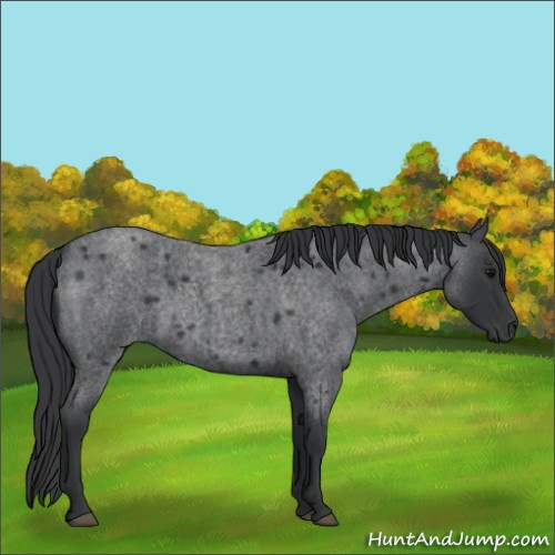 Horse Color:Blue Roan 