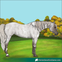 Horse Color:White Spotted Silver Blue Roan 