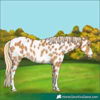 Horse Color:Palomino Near Leopard 