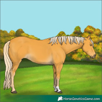 Horse Color:Palomino 