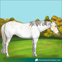 Horse Color:White Spotted Buckskin Near Leopard 