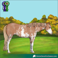 Horse Color:Chestnut Sabino 