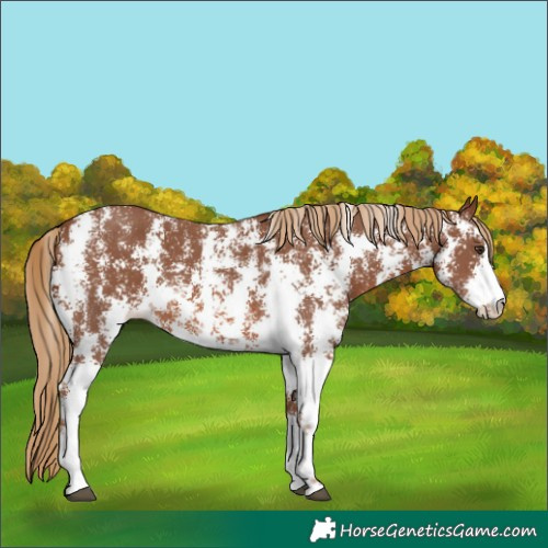 Horse Color:Chestnut Sabino 