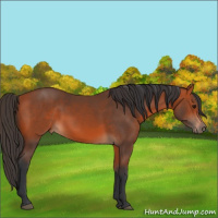 Horse Color:Bay 