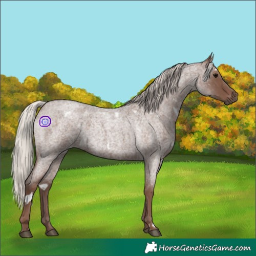 Horse Color:White Spotted Silver Blue Roan 