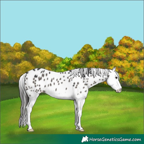 Horse Color:Grullo Splash Appaloosa 