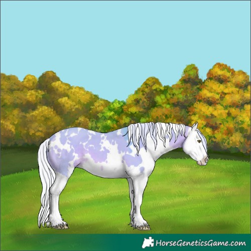 Horse Color:Watercolor White Spotted Silver Bay Dun Splash 