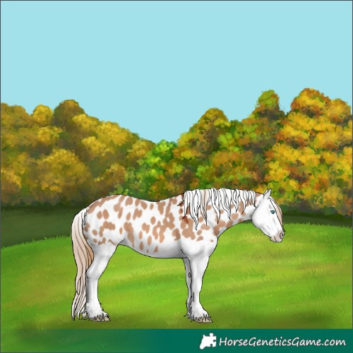 Horse Color:Red Dun Splash Appaloosa 