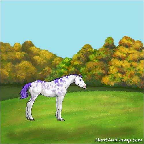 Horse Color:Watercolor White Spotted Bay Dun Splash Appaloosa 