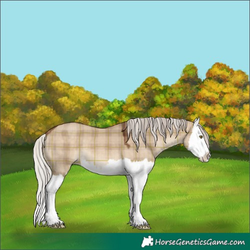 Horse Color:Plaid  Silver Brown Dun Splash 