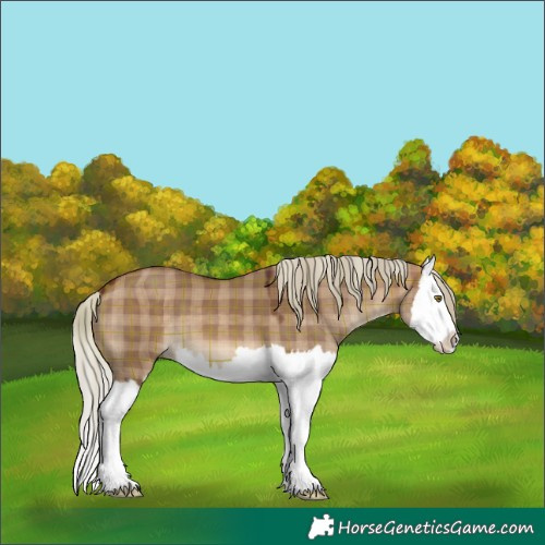 Horse Color:Plaid  Silver Brown Dun Splash 