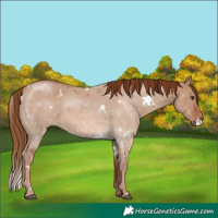 Horse Color:White Spotted Red Dun 