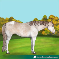 Horse Color:White Spotted Bay Dun Varnish 