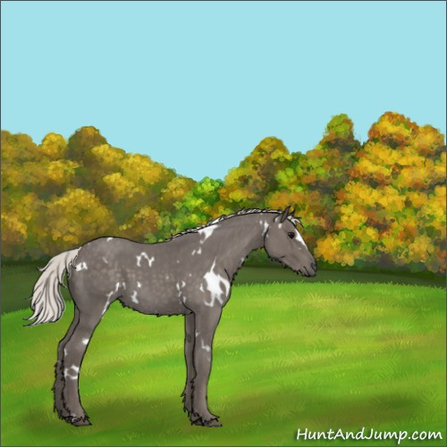 Horse Color:White Spotted Silver Blue Roan 