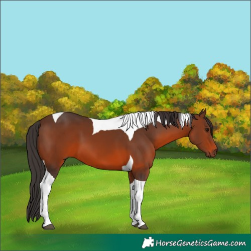 Horse Color:Brown Tobiano 