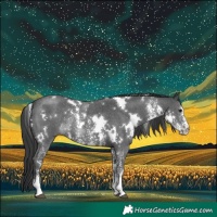 Horse Color:White Spotted Black Sabino Rabicano 