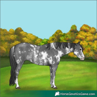 Horse Color:White Spotted Black Sabino Rabicano 
