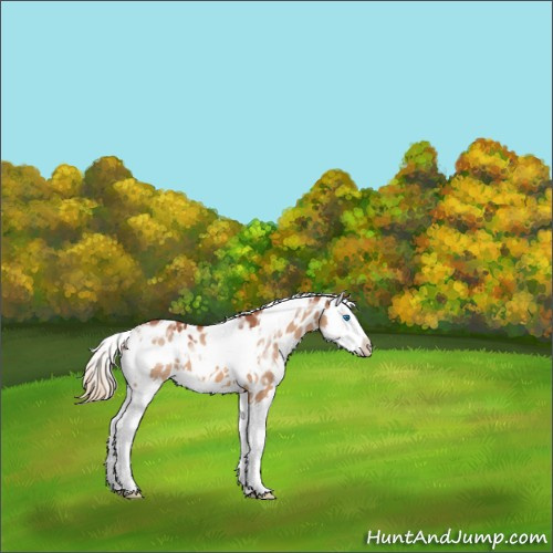 Horse Color:White Spotted Red Dun Splash Appaloosa 