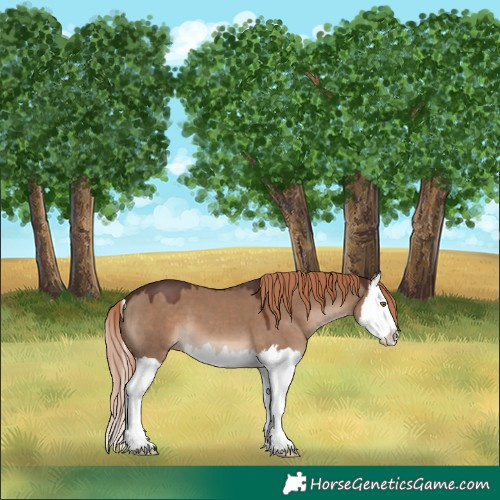 Horse Color:Liver Red Dun Splash