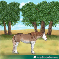 Horse Color:Liver Red Dun Splash 